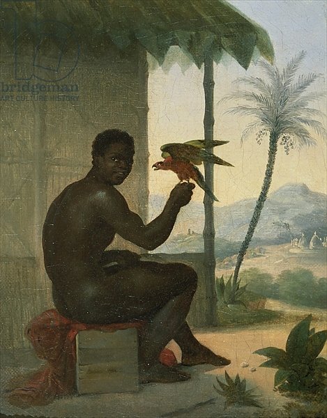 Brazilian negro with Tropical Bird