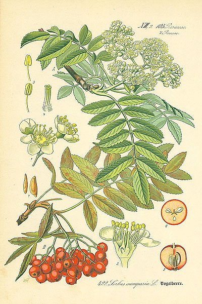 Rosaceae, Pomeae, Sorbus aucuparia