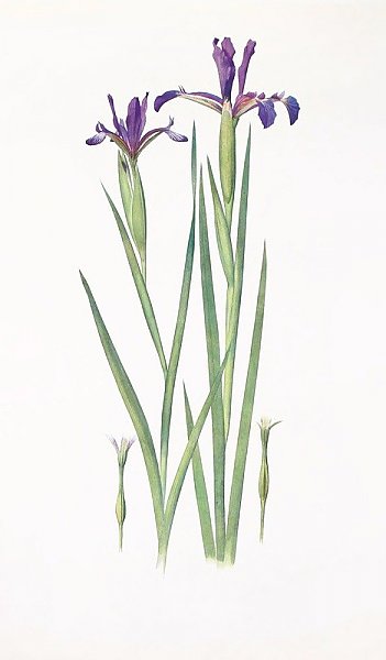 Iris Sintenisii and Iris spuria