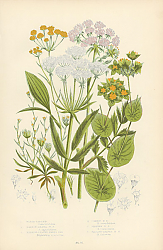 Постер Water-parsnip, Narrow-leaved w.p., Narrow-leaved Hares ear, Common h.e., Slender h. e., Falcate-leav 1