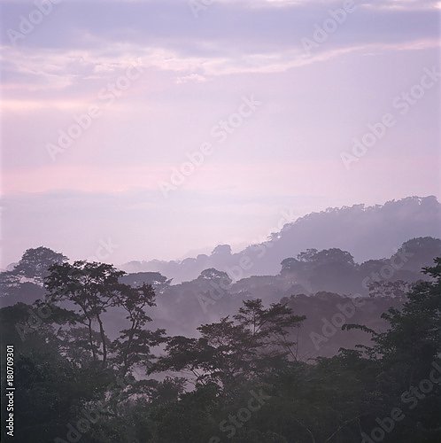 Розовый туман над джунглями