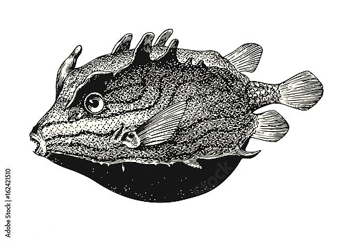 Ретро-иллюстрация с морской рыбой