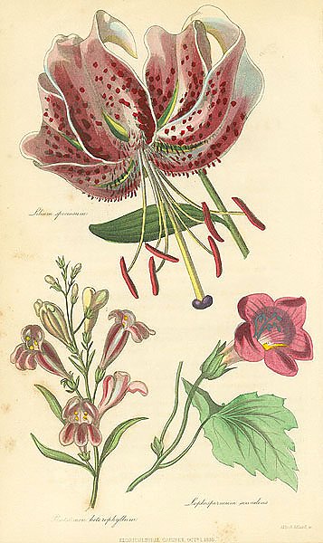 Lilium Speciosum, Pentstemon Heterophyllum, Lophospermum Scandens 1