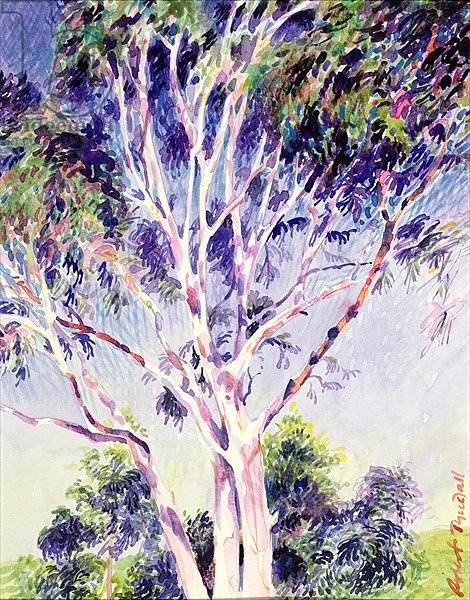 Gum Tree, Australia