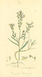 Постер Sowerby Ботаника №17
