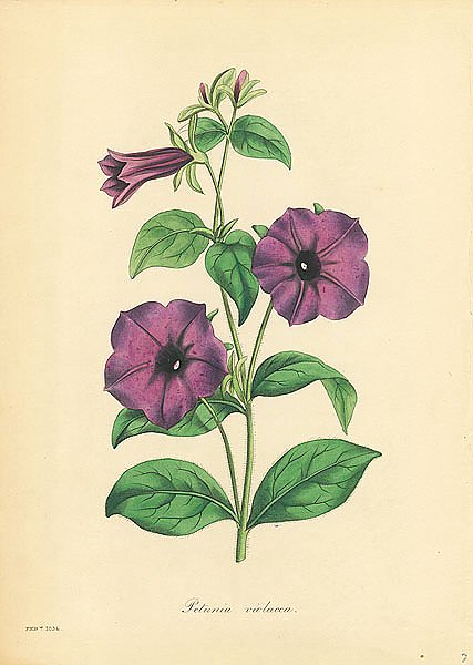 Petunia Violacea 2