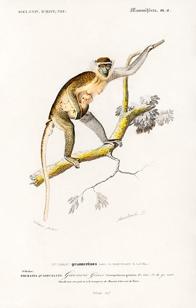 Cercopithecus griseus (Guenon Grivet)