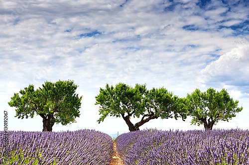 Франция, Прованс. Three trees and a lavender field