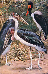 Постер Кунер Вильгельм Marabou and Jabiru, illustration from'Wildlife of the World', c.1910 Постер Кунер Вильгельм Marabou and Jabiru, illustration from'Wildlife of the World', c.1910