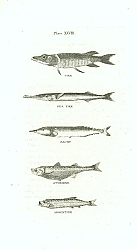 Постер Pike, Sea Pike, Saury, Atherine, Argentine Постер Pike, Sea Pike, Saury, Atherine, Argentine