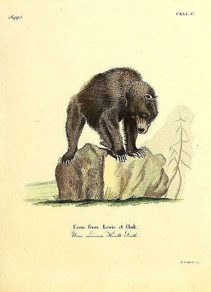 Серый медведь