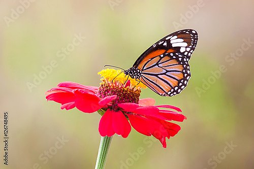 Бабочка монарх на ярко-красном цветке