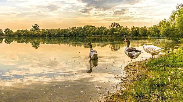 Гуси и утки на берегу озера