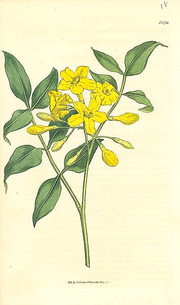 Curtis Ботаника №43