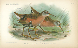 Постер Rallus Equatorialis, Rallus virginianus 1