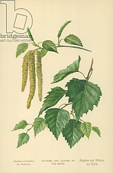 Постер Бут Вильям (последователи, ботаника) Catkins and Leaves of the Birch Постер Бут Вильям (последователи, ботаника) Catkins and Leaves of the Birch