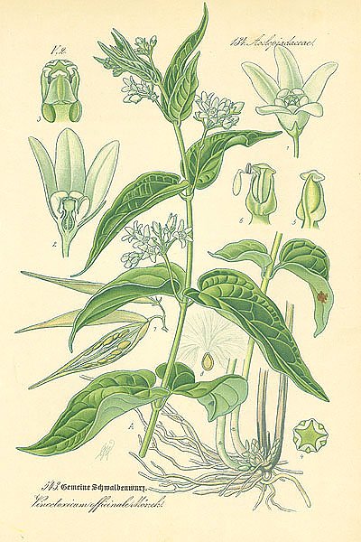 Asclepiadaceae, Vincetoxicum officinale Monch