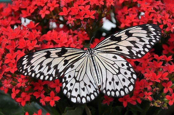 Черно-белая бабочка на красных цветах