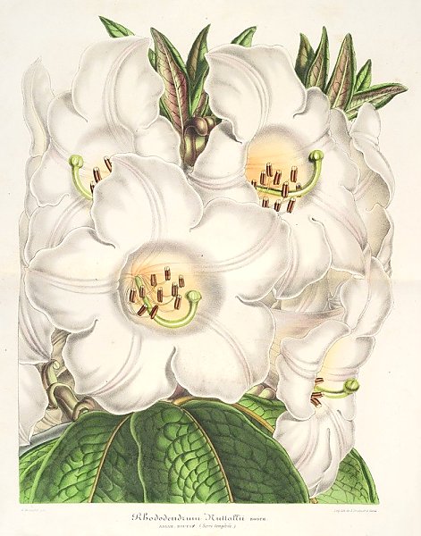Rhododendrum Nuttallii