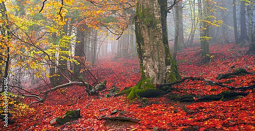 Осенний лес 10