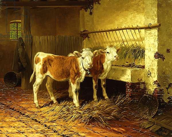 Two Calves in a Barn,