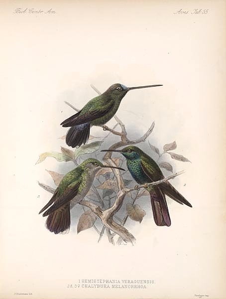 Птицы J. G. Keulemans №58