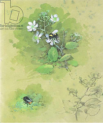 Постер Бенингфилд Гордон (1936-98) Bees on Blackberry flower bud, from Beningfield's Butterflies pub.by Chatto & Windus, 1978 Постер Бенингфилд Гордон (1936-98) Bees on Blackberry flower bud, from Beningfield's Butterflies pub.by Chatto & Windus, 1978