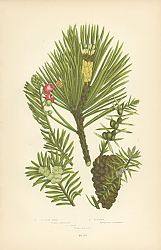 Постер Scotch Pine, Juniper, Yew 1