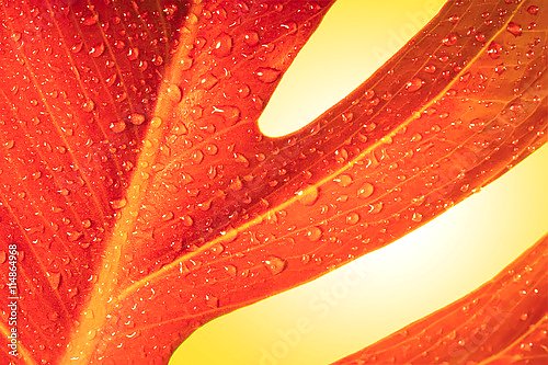 Красный осенний лист с каплями росы