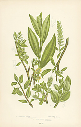 Постер Tea-leaved Willow, Small Tree w., Green Whortle-Leaved w. 1