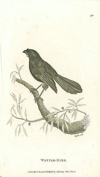 Wattle-Bird 1