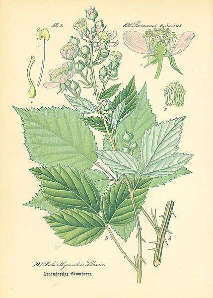 Rosaceae, Rubeae, Rubus thyrsoideus Wimmer
