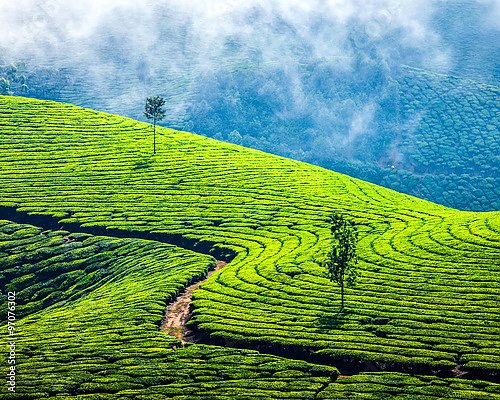 Чайные плантации в Индии 3