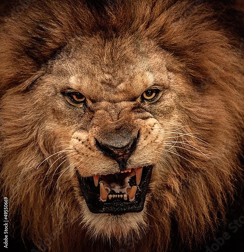 Постер Грозный лев