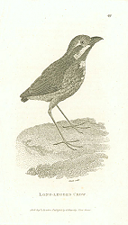 Постер Long-Legged Crow