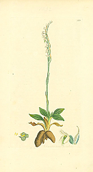 Постер Sowerby Ботаника №16