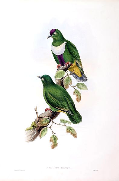 Massena Fruit-Pigeon - Ptilopus rivolii