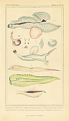 Постер Mollusca №9 1