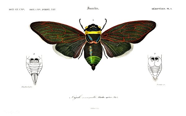 Gian cicuda (Cicada speciosa) 