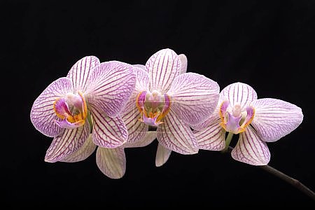 Орхидеи Пафопиелиды