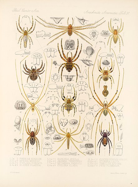 Arachnida Araneidea Pl 31