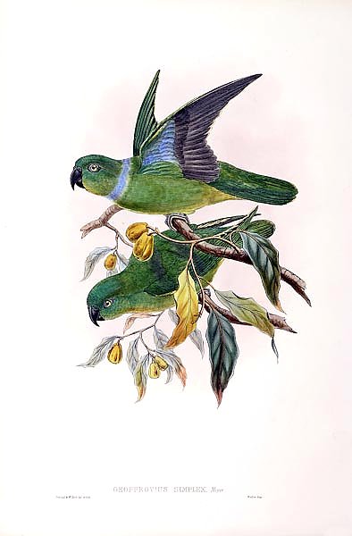 Blue-collared Parrot - Geoffroyius simplex