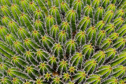 Кактус Euphorbia Echinus 