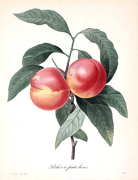 Персик с гладкими фруктами