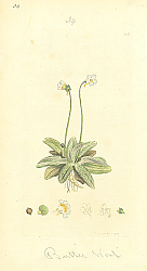 Постер Sowerby Ботаника №9