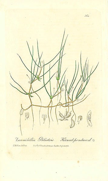 Zannichellia Palustris. Horned-pondweed 1