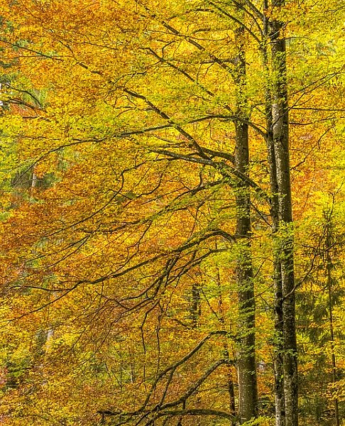 Золотые осенние деревья