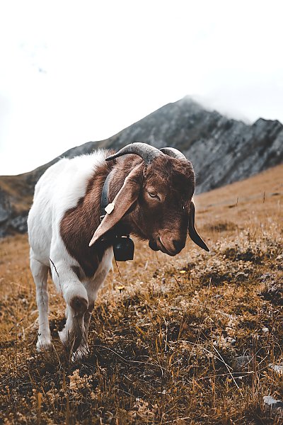 Пятнистая коза на горном склоне