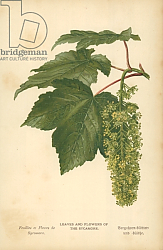 Постер Бут Вильям (последователи, ботаника) Leaves and Flowers of the Sycamore Постер Бут Вильям (последователи, ботаника) Leaves and Flowers of the Sycamore