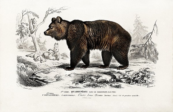 Бурый медведь (Ursus Arctos) 